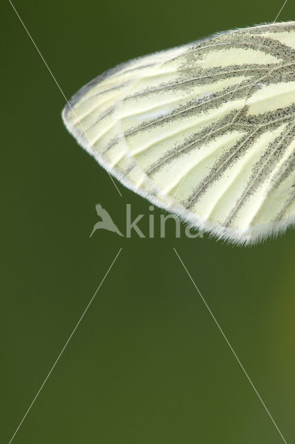 Klein geaderd witje (Pieris napi)