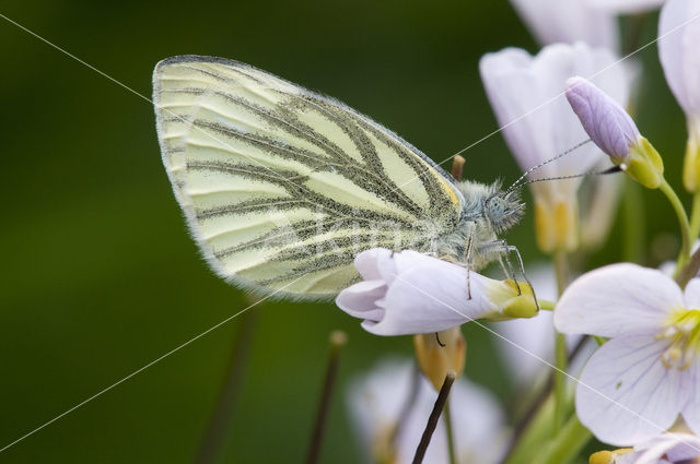 Klein geaderd witje (Pieris napi)