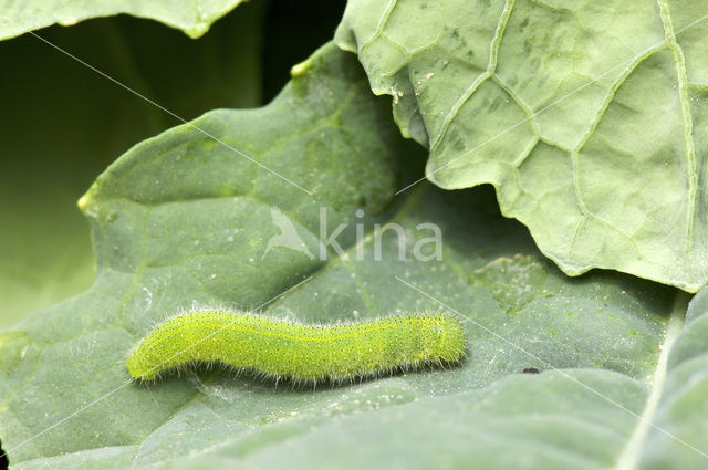 Klein koolwitje (Pieris rapae)