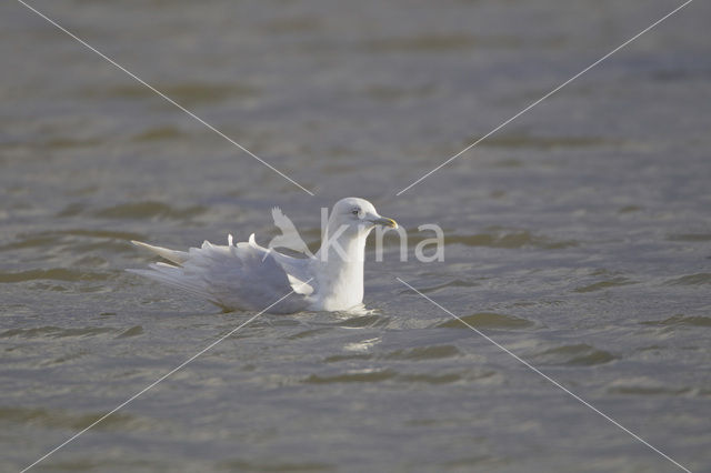 Iceland Gull (Larus glaucoides)