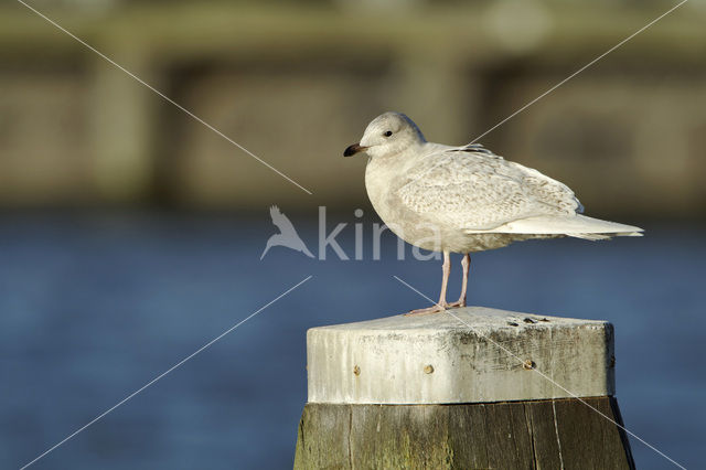 Kleine Burgemeester (Larus glaucoides)