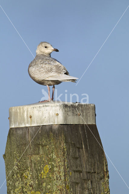 Kleine Burgemeester (Larus glaucoides)