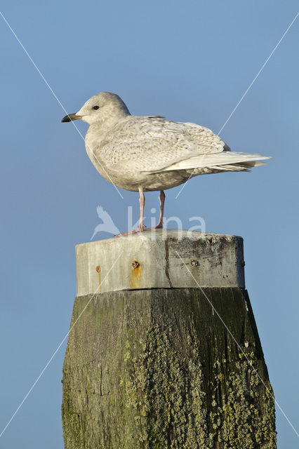 Kleine Burgemeester (Larus glaucoides)