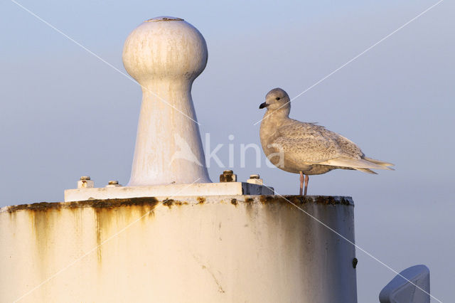 Kleine Burgemeester (Larus glaucoides)