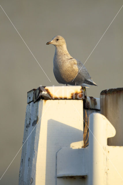 Iceland Gull (Larus glaucoides)