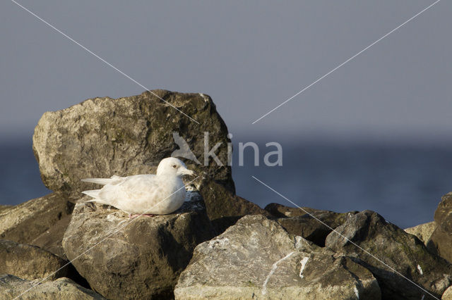 Iceland Gull (Larus glaucoides)