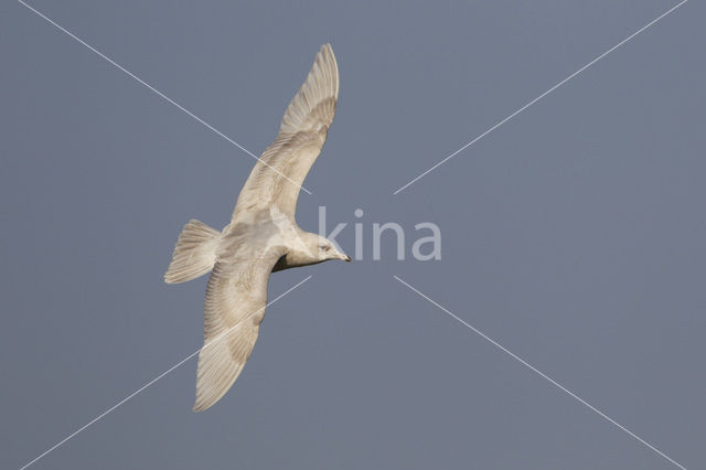 Iceland Gull (Larus glaucoides)