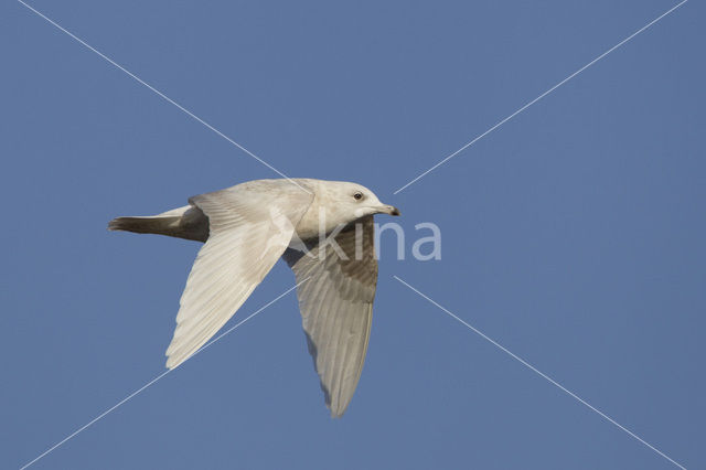 Kleine Burgemeester (Larus glaucoides)