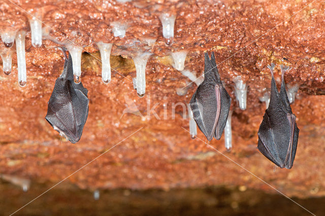 Kleine hoefijzerneus (Rhinolophus hipposideros)