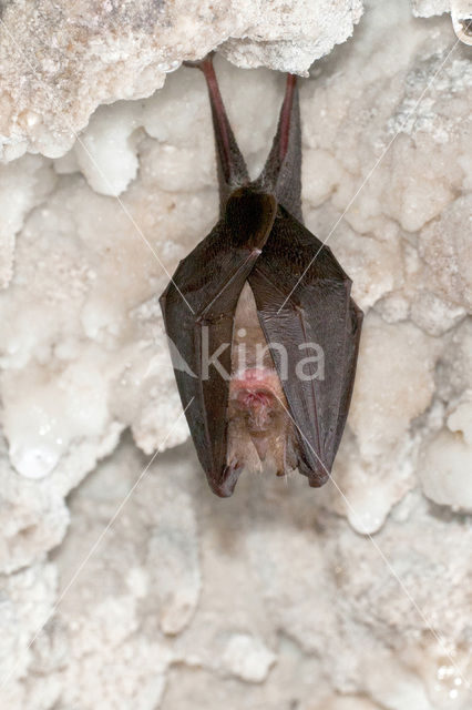 Kleine hoefijzerneus (Rhinolophus hipposideros)