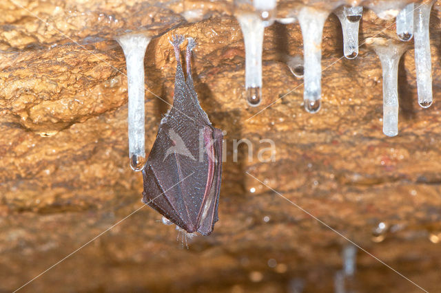 Lesser Horseshoe Bat (Rhinolophus hipposideros)