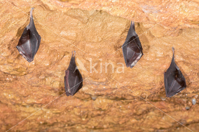 Kleine hoefijzerneus (Rhinolophus hipposideros)