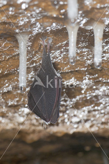 Lesser Horseshoe Bat (Rhinolophus hipposideros)