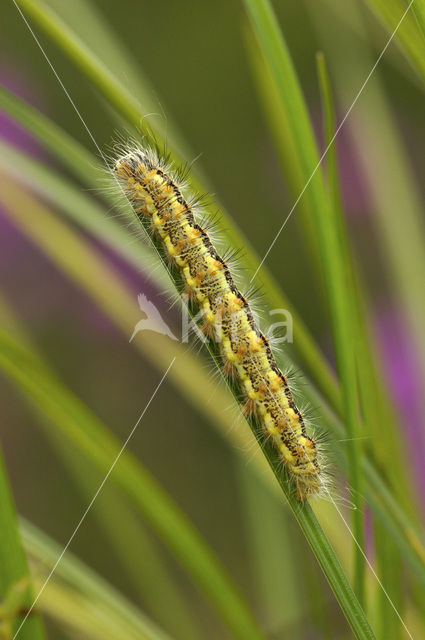 Kleine rietvink (Simyra albovenosa)