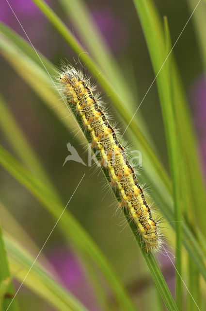 Reed Dagger (Simyra albovenosa)