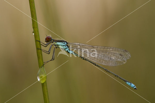 Small Red-eyed damselfly (Erythromma viridulum)