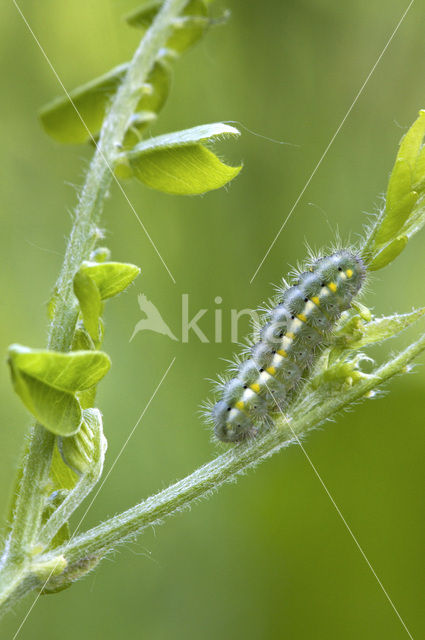 Zygaena viciae