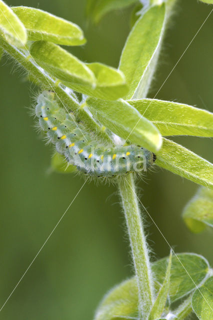 Zygaena viciae