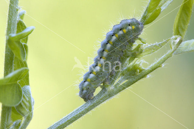 kleine sint-jansvlinder (Zygaena viciae)