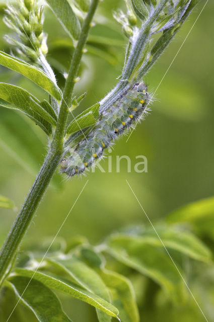 kleine sint-jansvlinder (Zygaena viciae)