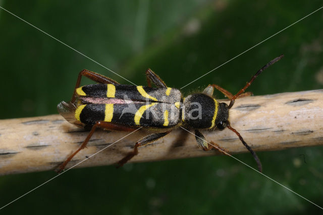 Kleine wespenbok (Clytus arietis)