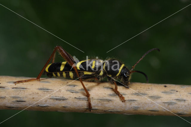 Wasp beetle (Clytus arietis)