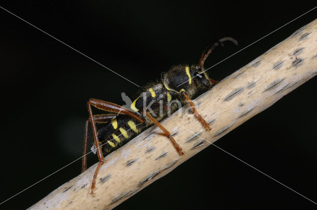 Kleine wespenbok (Clytus arietis)