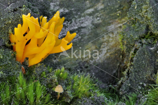 Yellow turning fork (Calocera viscosa)