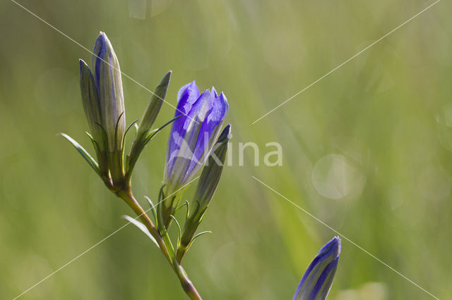 Marsh Gentian (Gentiana pneumonanthe)