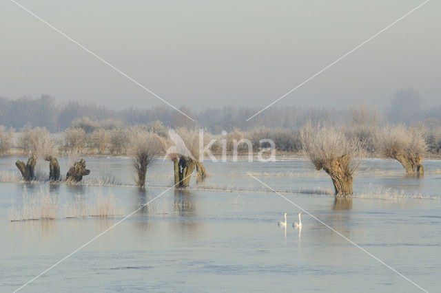 Mute Swan (Cygnus olor)