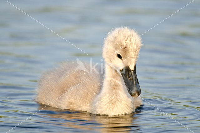 Knobbelzwaan (Cygnus olor)