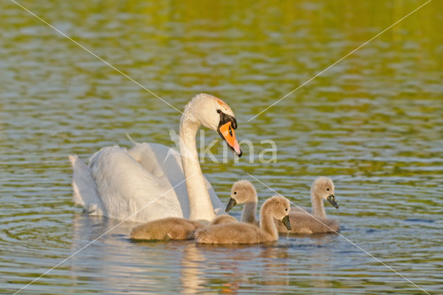 Knobbelzwaan (Cygnus olor)