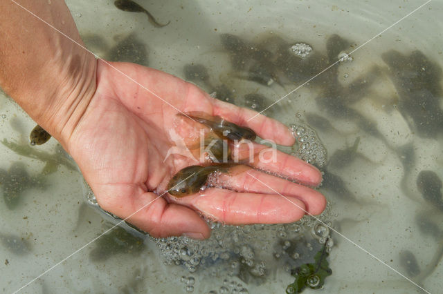 Common Spadefoot Toad (Pelobates fuscus)