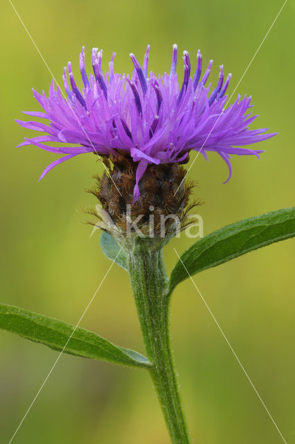 Brown Knapweed (Centaurea jacea)