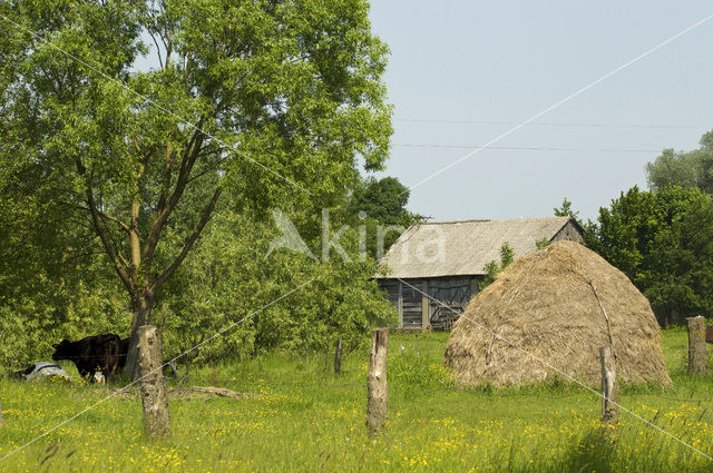 Cow (Bos domesticus)