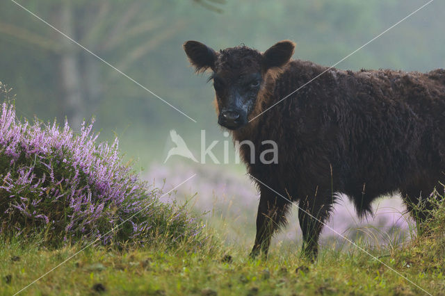 Cow (Bos domesticus)