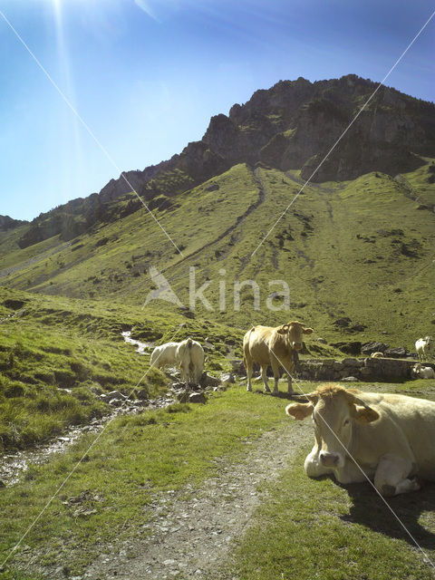 Cow (Bos domesticus)