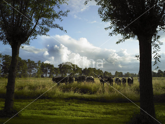 Cow (Bos domesticus)