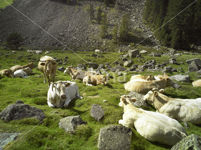 Cow (Bos domesticus)