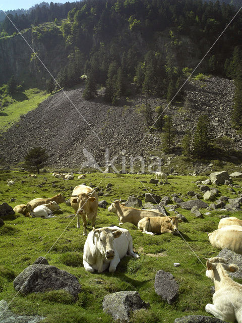 Cow (Bos domesticus)