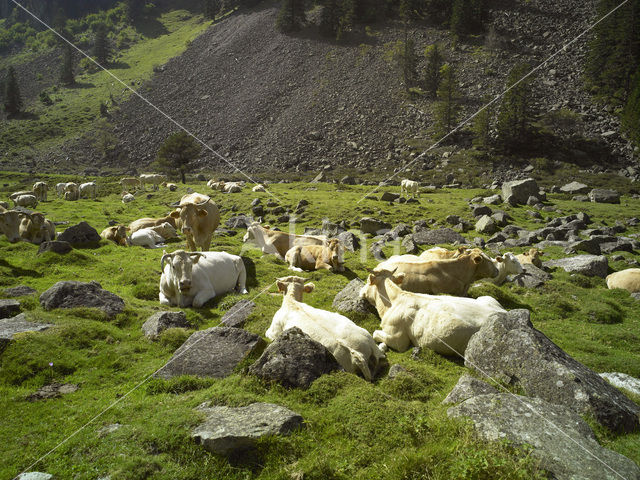 Cow (Bos domesticus)