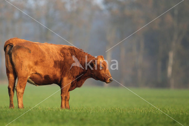 Cow (Bos domesticus)