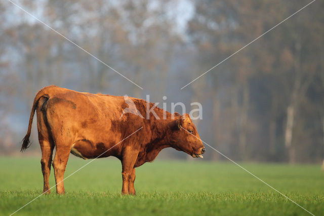 Cow (Bos domesticus)