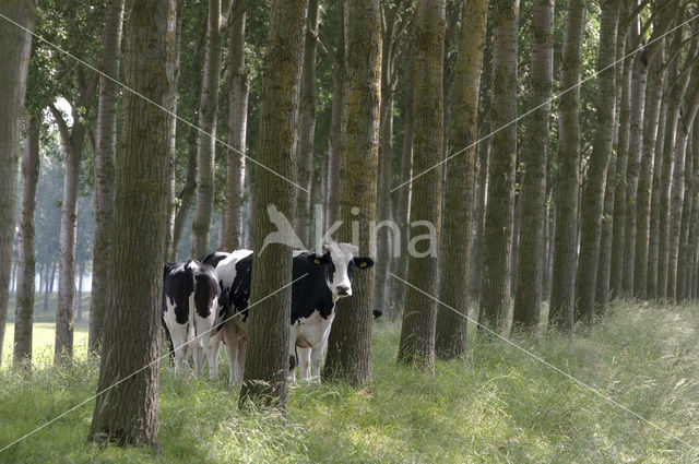 Koe (Bos domesticus)