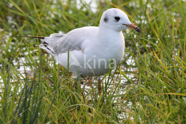 Black-headed Gull (Larus ridibundus)