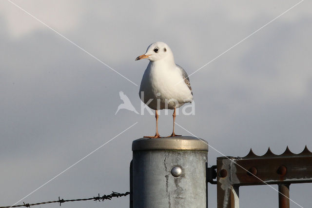 Black-headed Gull (Larus ridibundus)