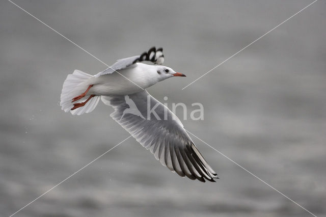 Black-headed Gull (Larus ridibundus)