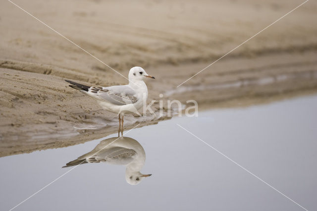 Black-headed Gull (Larus ridibundus)