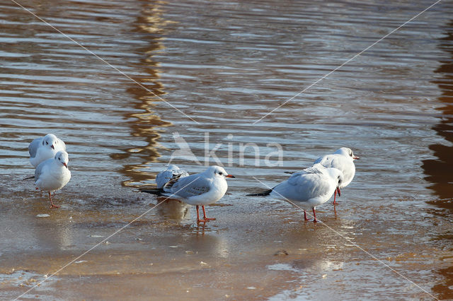 Black-headed Gull (Larus ridibundus)