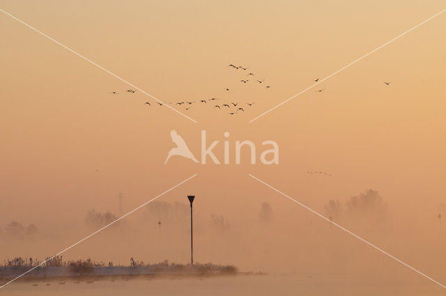 White-fronted goose (Anser albifrons)